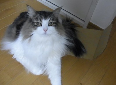 「猫だらけ」