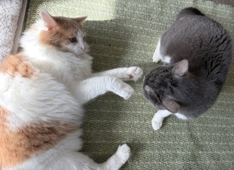 久しぶりのじゃれ合いが15秒で終了した訳 : 猫だらけ Powered by