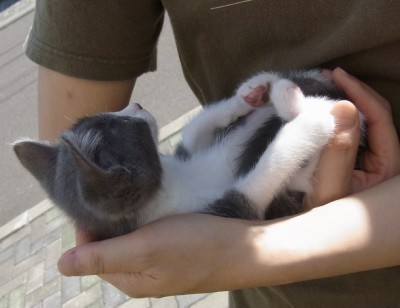「猫だらけ」