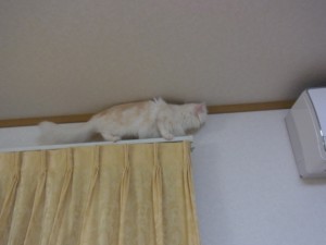 「猫だらけ」