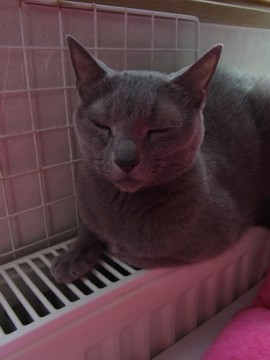 「猫だらけ」