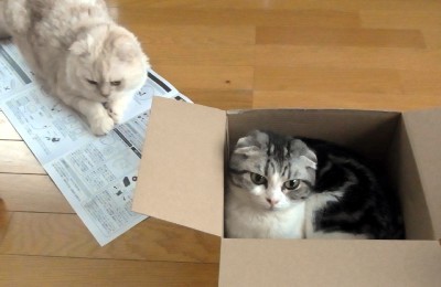 「猫だらけ」