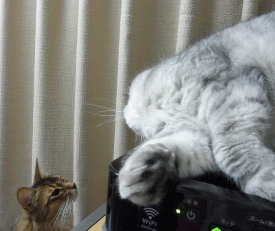 「猫だらけ」