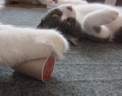 「猫だらけ」