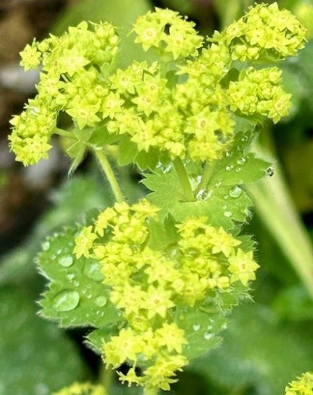 thumbnail_IMG_7709 (2)