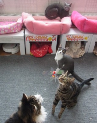 「猫だらけ」