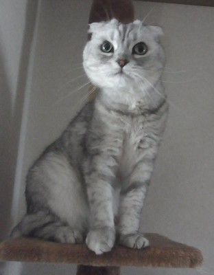 「猫だらけ」