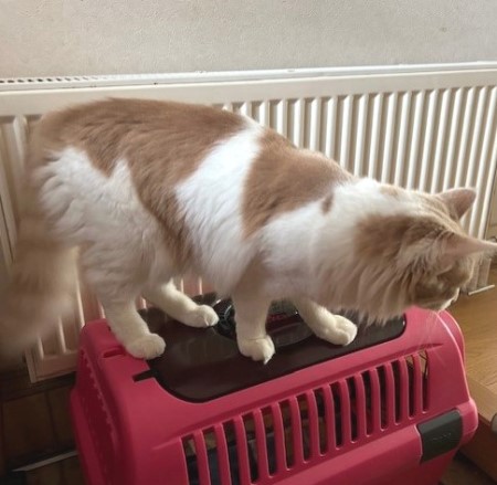 thumbnail_IMG_1244 (1)