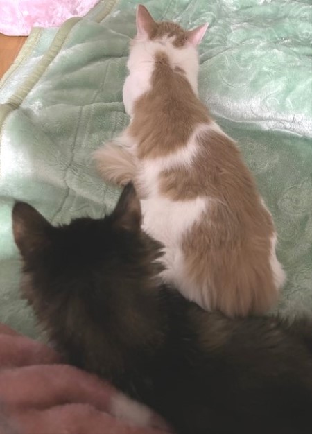 thumbnail_IMG_4727 (1)