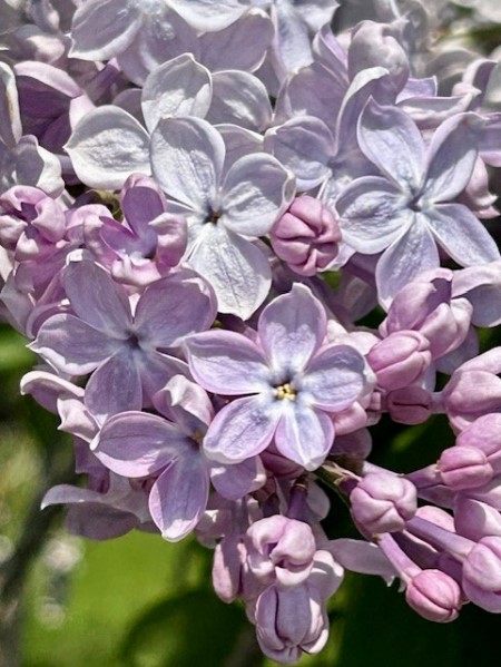 thumbnail_IMG_6850 (1)