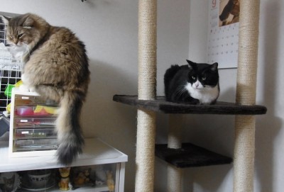 「猫だらけ」
