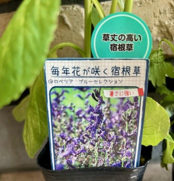 thumbnail_IMG_8763