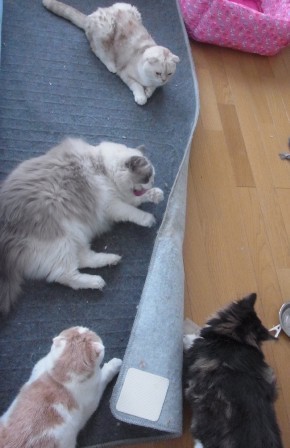 「猫だらけ」