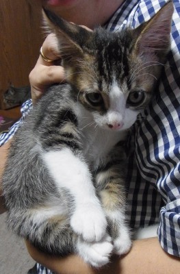「猫だらけ」