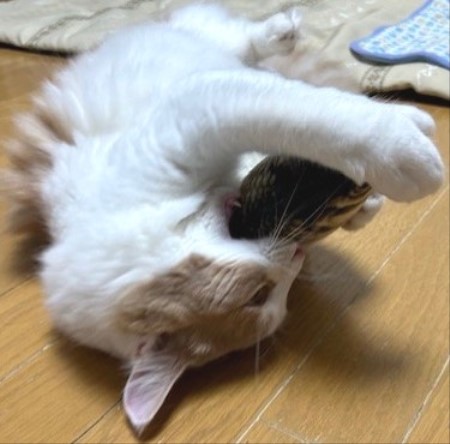 thumbnail_IMG_3094