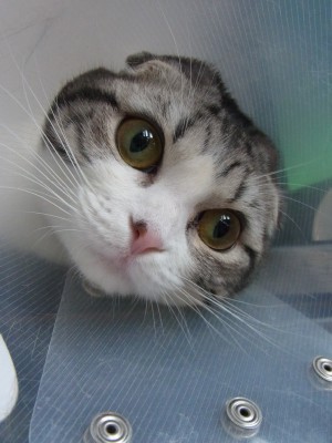 「猫だらけ」