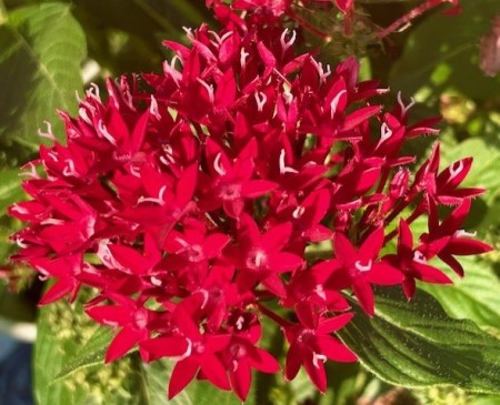 thumbnail_IMG_1961 (1)