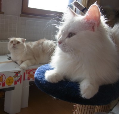 「猫だらけ」