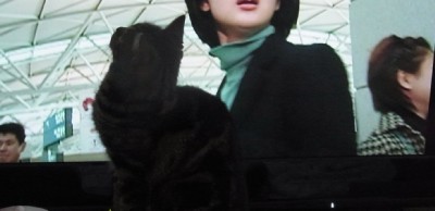 「猫だらけ」