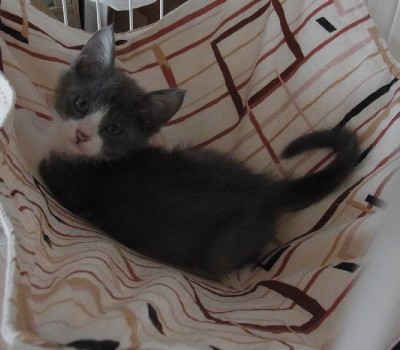 「猫だらけ」
