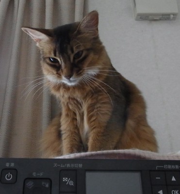「猫だらけ」