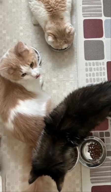 thumbnail_IMG_7817 (1)