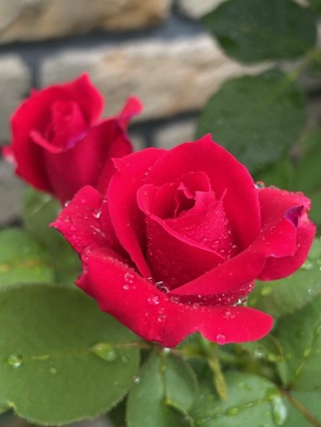 thumbnail_IMG_9877 (1)