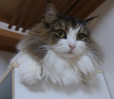 「猫だらけ」