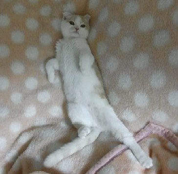 「猫だらけ」