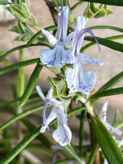 thumbnail_IMG_9680
