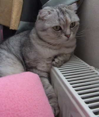 「猫だらけ」