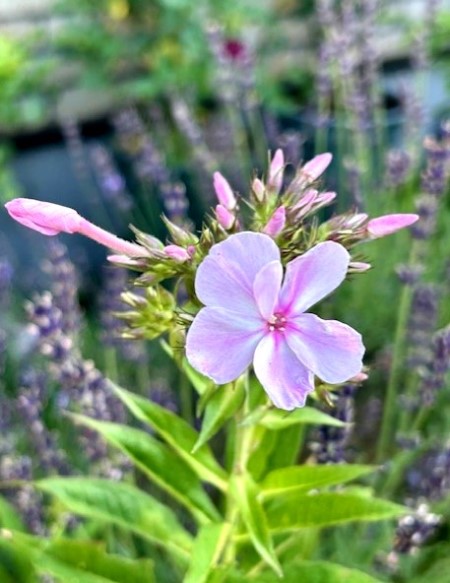 thumbnail_IMG_9740 (2)