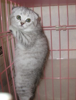 「猫だらけ」