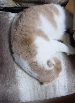 「猫だらけ」