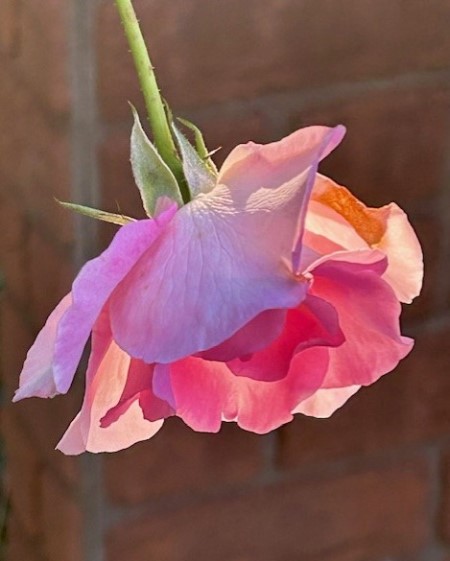 thumbnail_IMG_2632 (1)