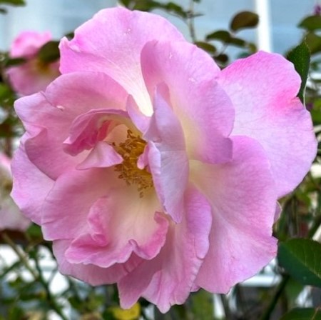 thumbnail_IMG_9379 (1)