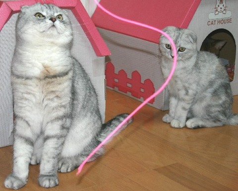 年賀状２００９