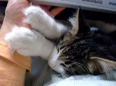 「猫だらけ」