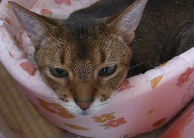 「猫だらけ」