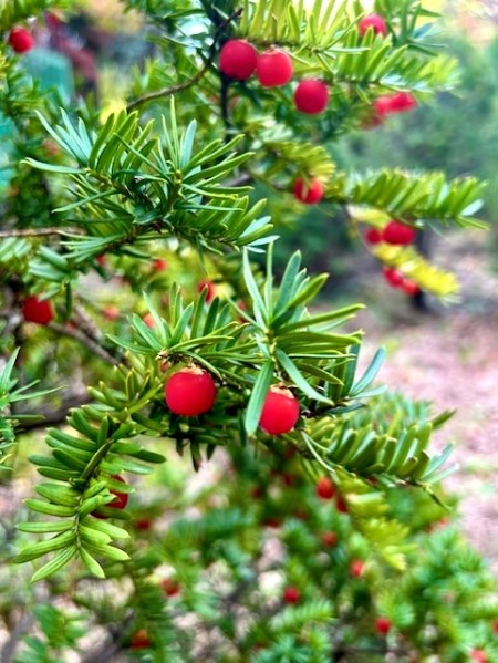 thumbnail_IMG_4044 (1)