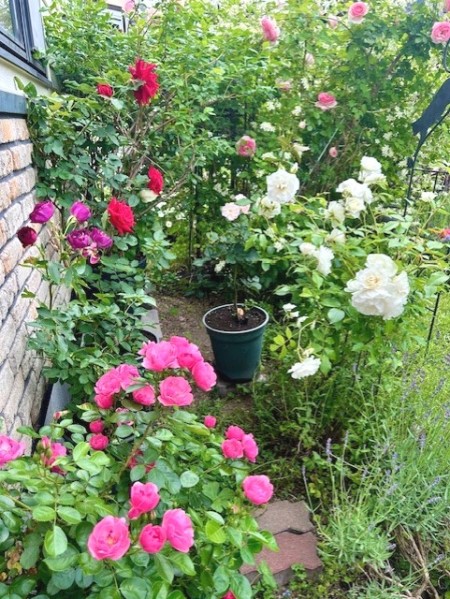 thumbnail_IMG_8261 (2)