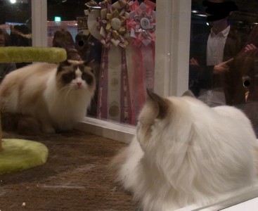 「猫だらけ」