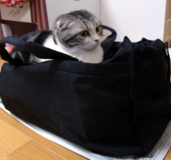 「猫だらけ」