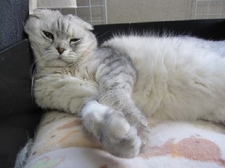 「猫だらけ」