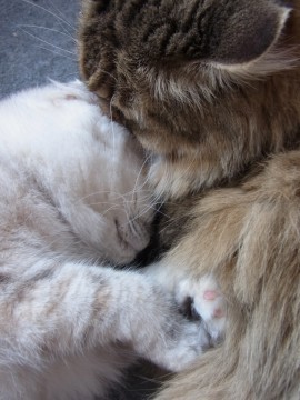 「猫だらけ」
