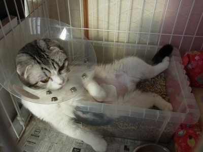 「猫だらけ」