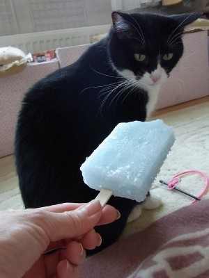 「猫だらけ」