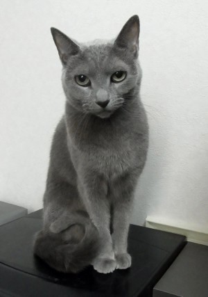猫だらけ提出用