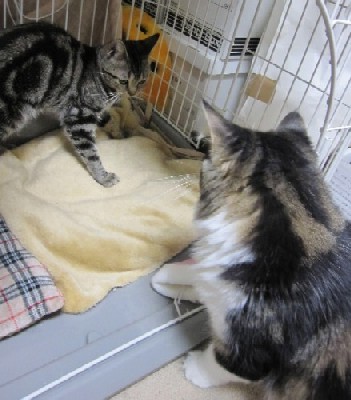 「猫だらけ」