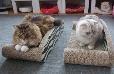 「猫だらけ」